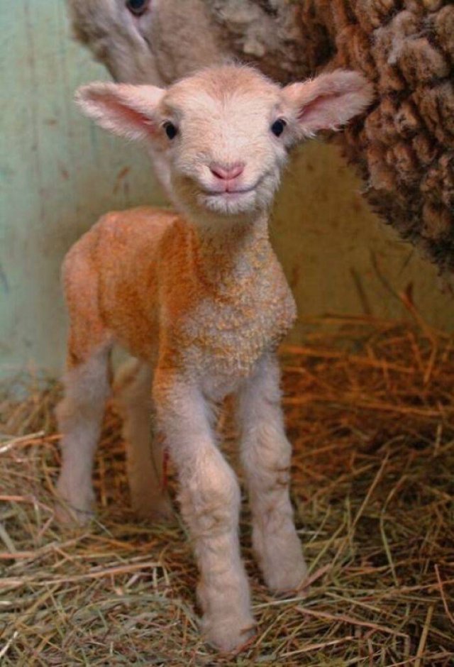 Baby Animal Photos (50 pics) Baby Animal Photos (50 pics)