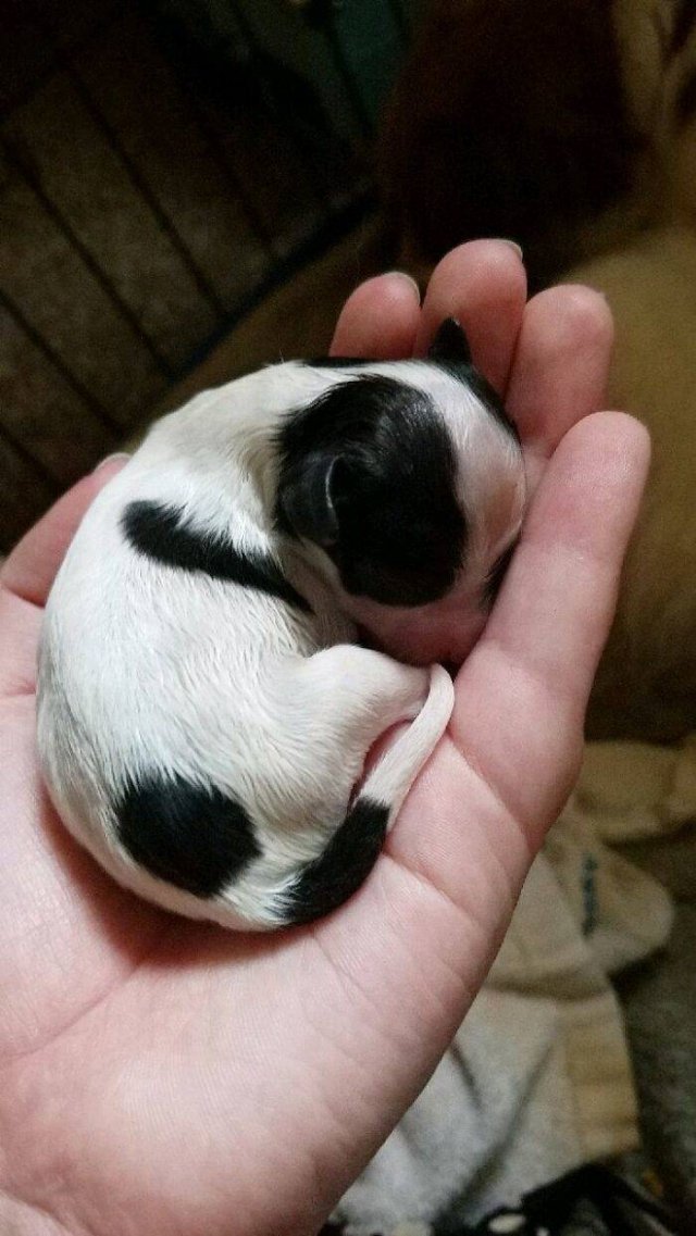Baby Animal Photos (50 pics)