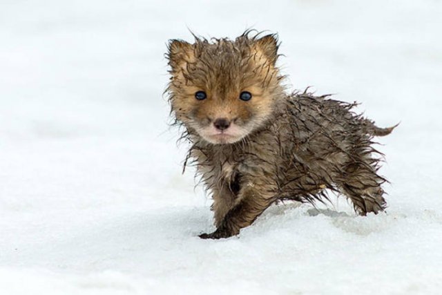Baby Animal Photos (50 pics) Baby Animal Photos (50 pics)