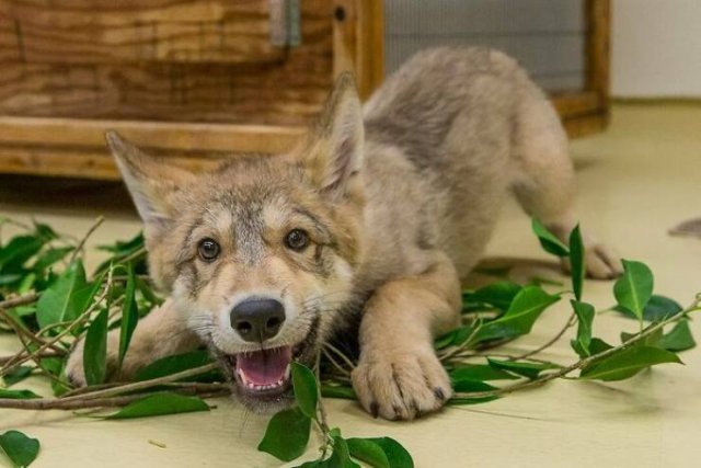 Baby Animal Photos (50 pics)