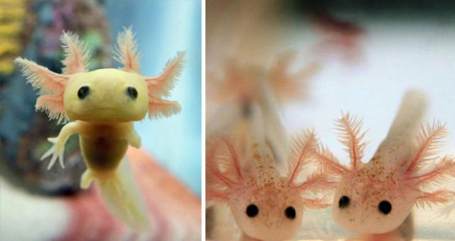 Baby Animal Photos (50 pics) Baby Animal Photos (50 pics)
