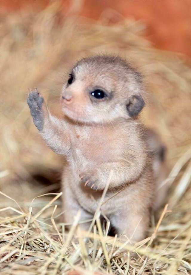 Baby Animal Photos (50 pics) Baby Animal Photos (50 pics)