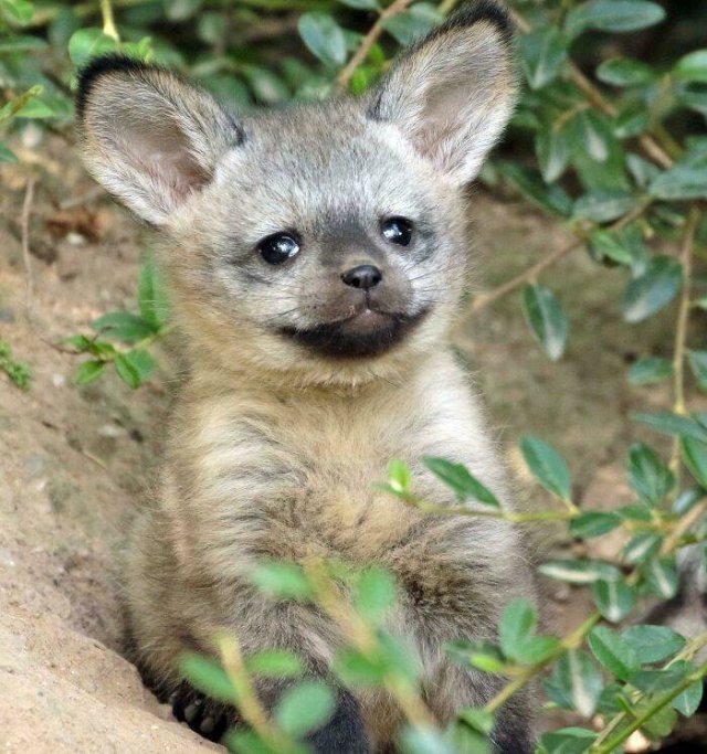 Baby Animal Photos (50 pics) Baby Animal Photos (50 pics)