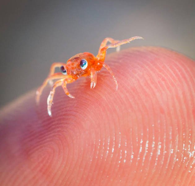 Baby Animal Photos (50 pics) Baby Animal Photos (50 pics)