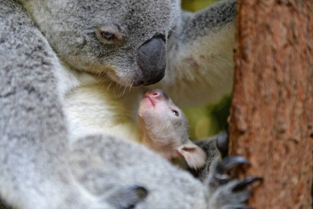 Baby Animal Photos (50 pics) Baby Animal Photos (50 pics)