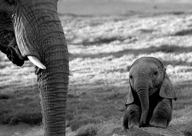 Baby Animal Photos (50 pics)