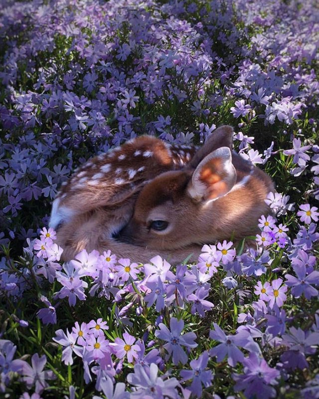 Baby Animal Photos (50 pics) Baby Animal Photos (50 pics)