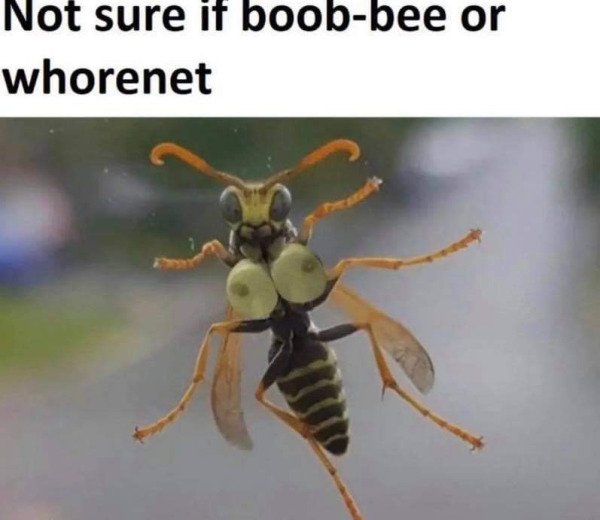 Hilarious Memes (33 pics)