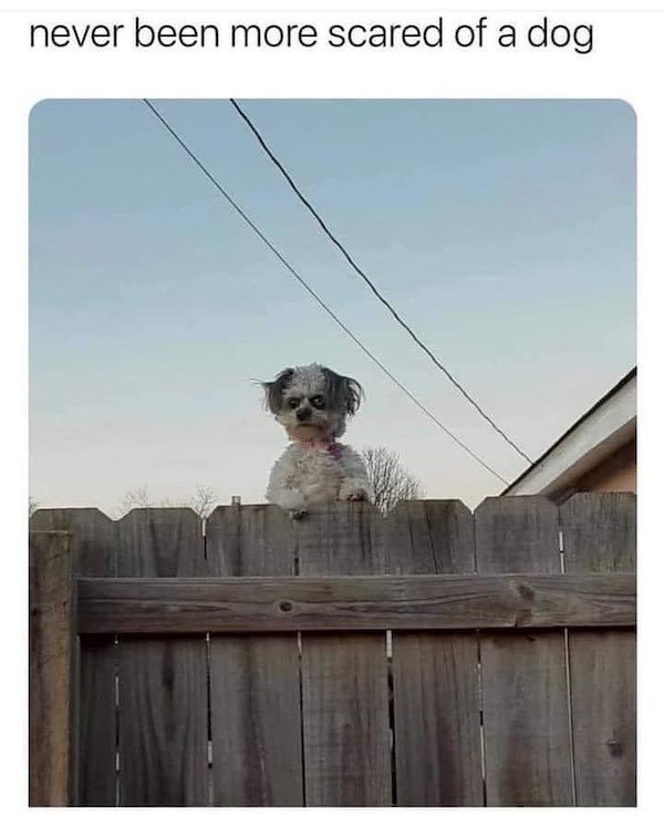 Dog Memes (33 pics)