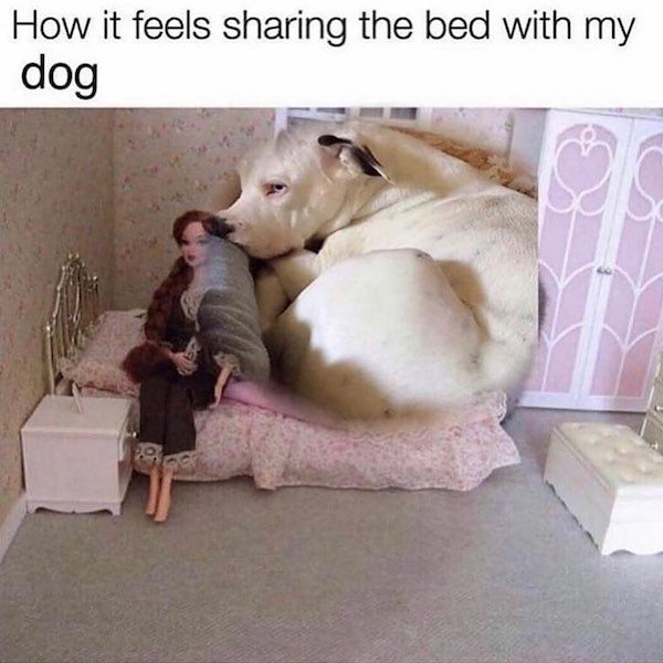 Dog Memes (33 pics)