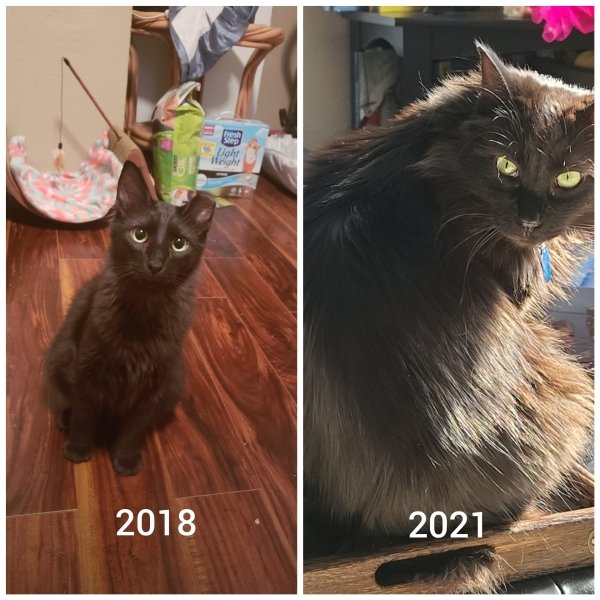 Pets Before And After Adoption (15 pics)