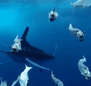Acid Gifdump, September 30 (25 gifs)