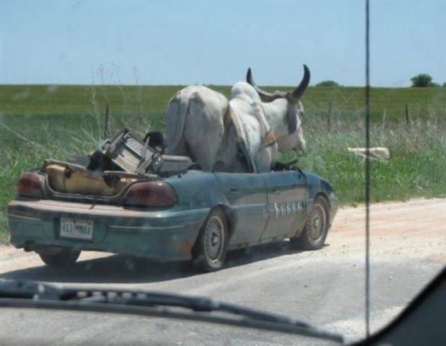 Acid Picdump 2 (89 pics)