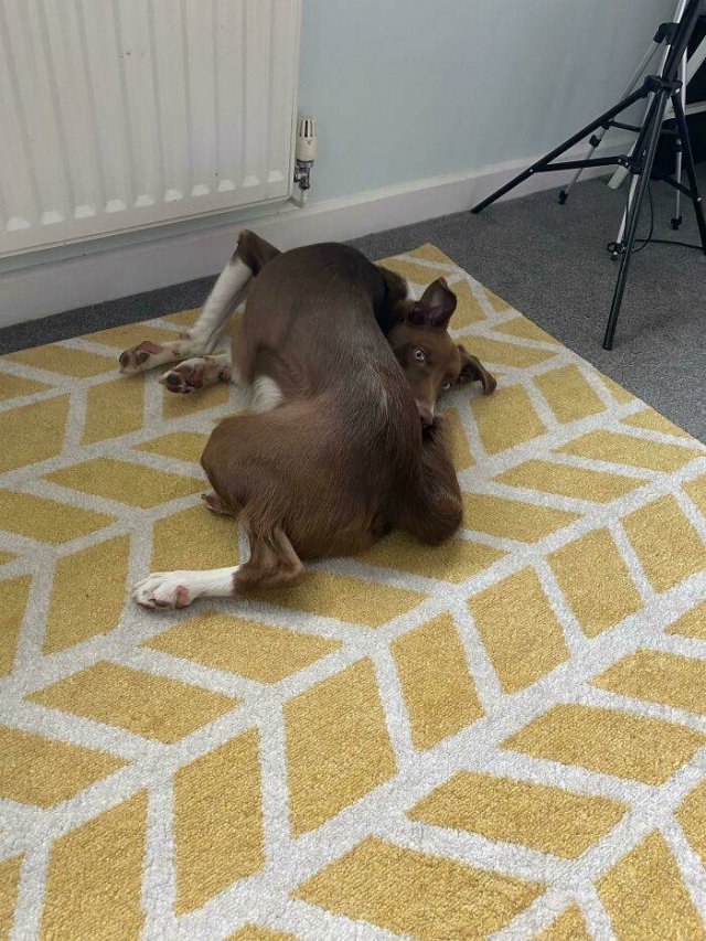 These Dogs Are Broken (50 pics)