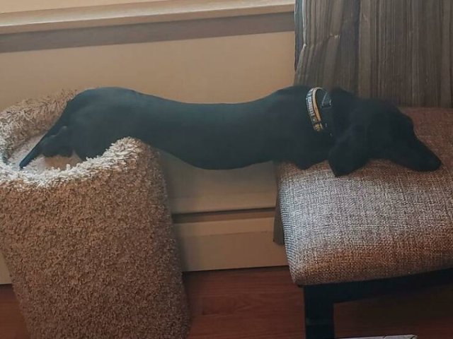These Dogs Are Broken (50 pics)