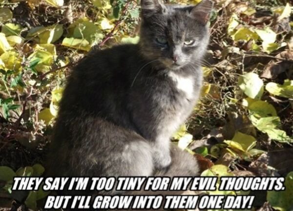 Hilarious Cats (30 pics)