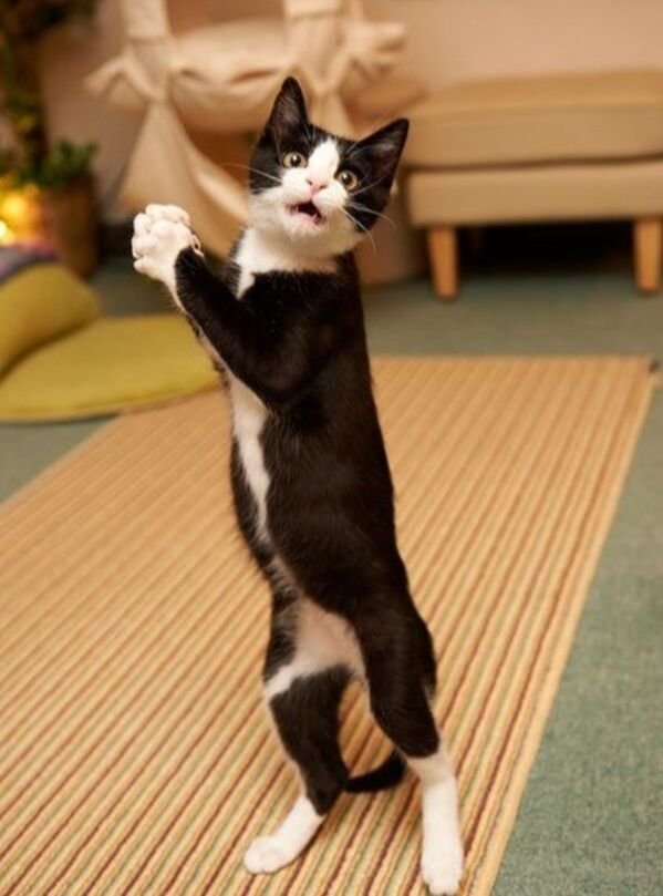 Hilarious Cats (30 pics)