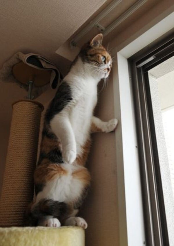 Hilarious Cats (30 pics)