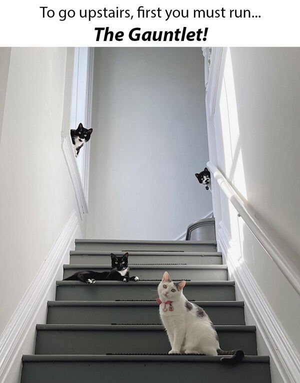 Hilarious Cats (30 pics)