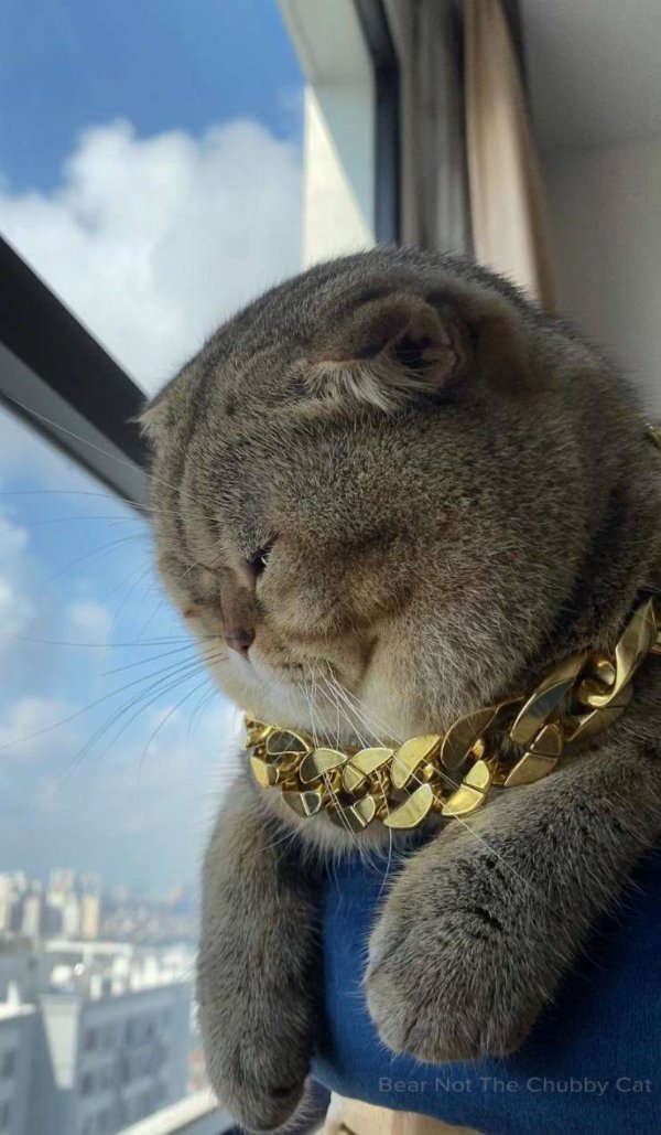 Hilarious Cats (30 pics)