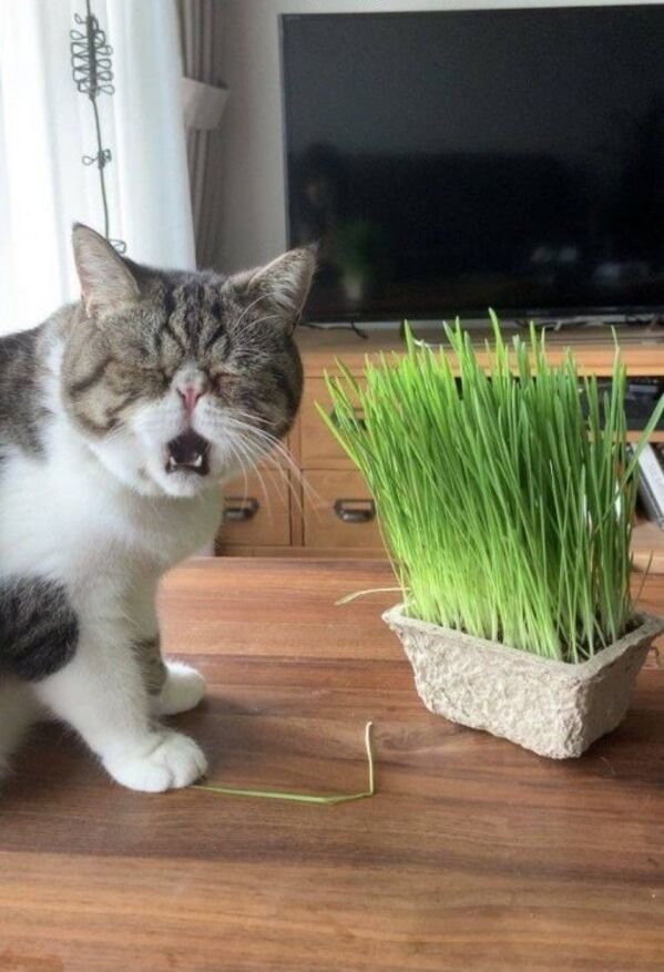 Hilarious Cats (30 pics)