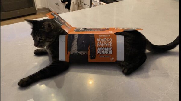 Hilarious Cats (30 pics)