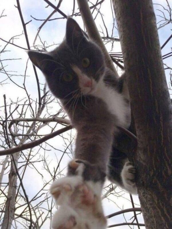 Hilarious Cats (30 pics)
