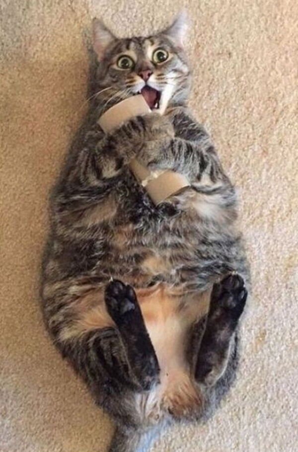Hilarious Cats (30 pics)