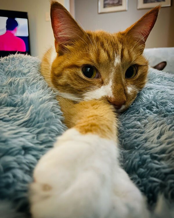 Hilarious Cats (30 pics)
