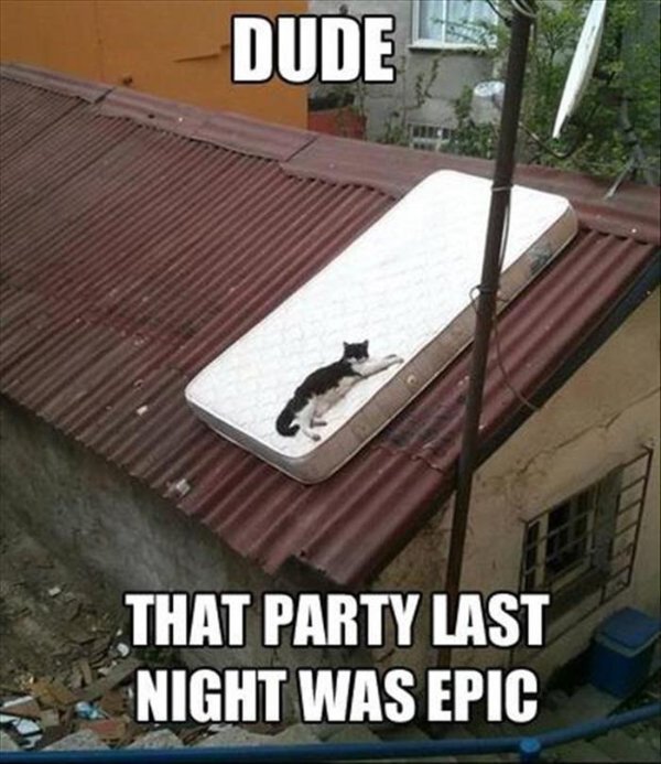 Hilarious Cats (30 pics)