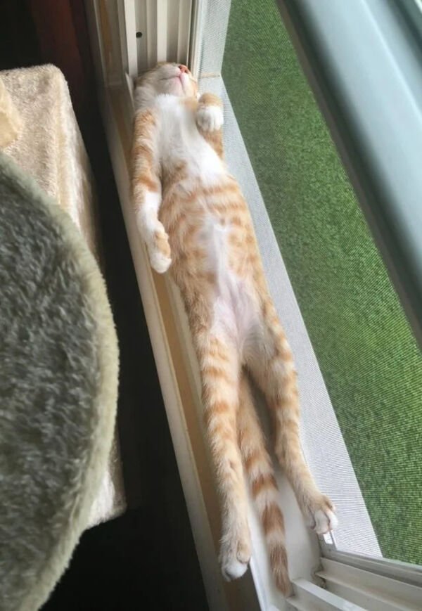 Hilarious Cats (30 pics)