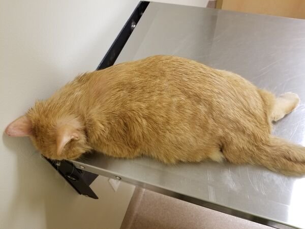 Hilarious Cats (30 pics)
