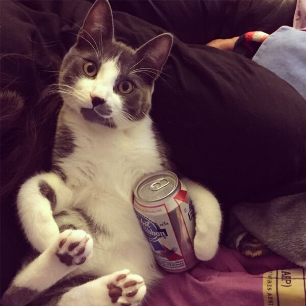 Hilarious Cats (30 pics)