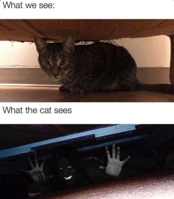 Hilarious Cats (30 pics)