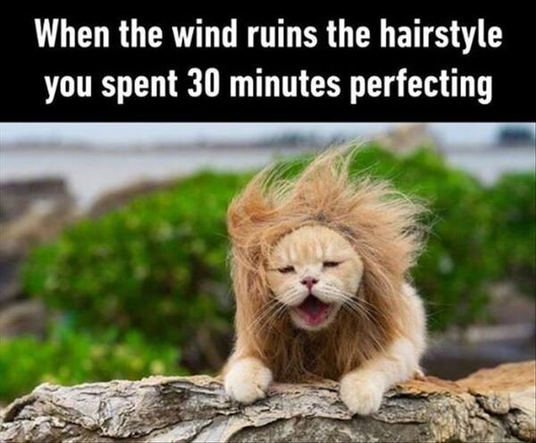 Hilarious Cats (30 pics)