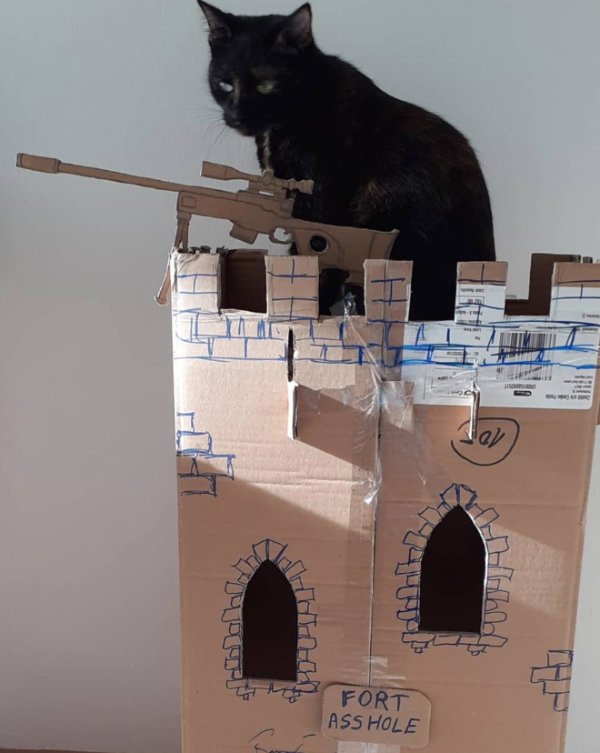 Hilarious Cats (30 pics)