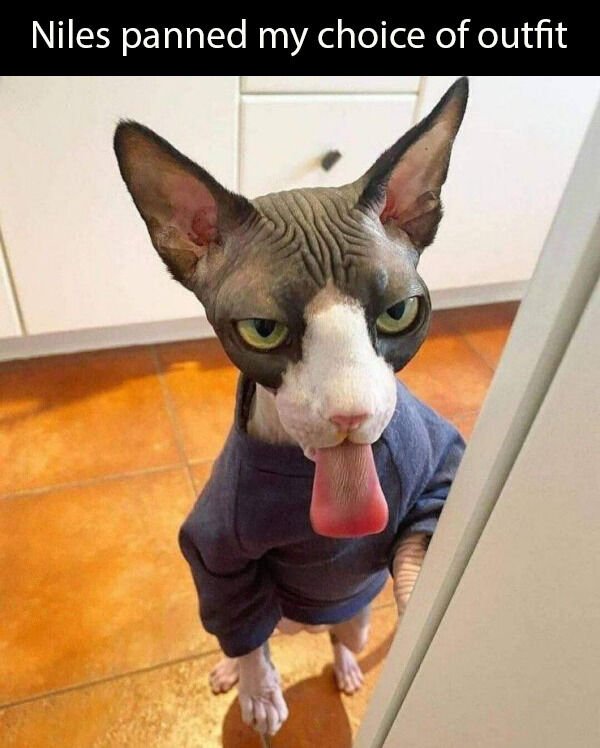 Hilarious Cats (30 pics)