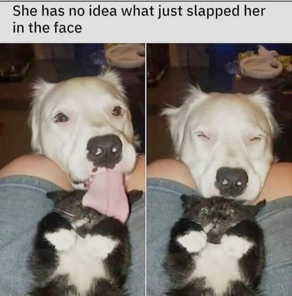 Hilarious Cats (30 pics)