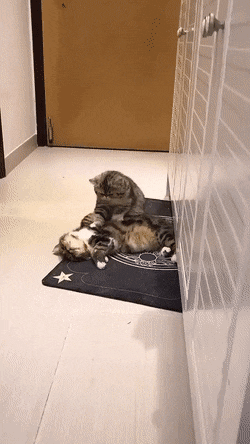 Acid Gifdump, October 4 (25 gifs)