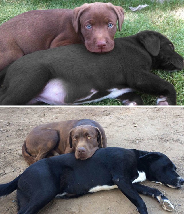 Comparison Matters (39 pics)