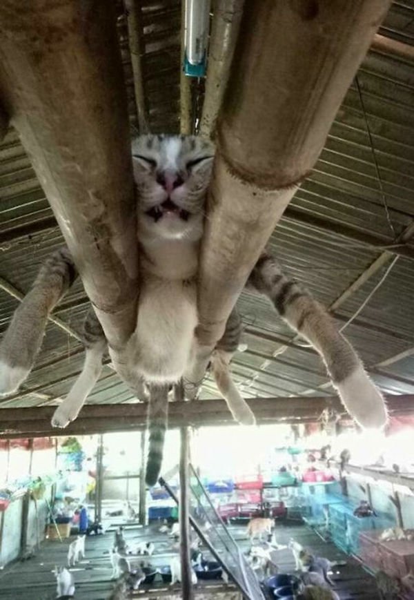 Ceiling Cats (30 pics)