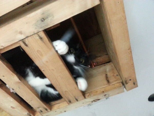 Ceiling Cats (30 pics)