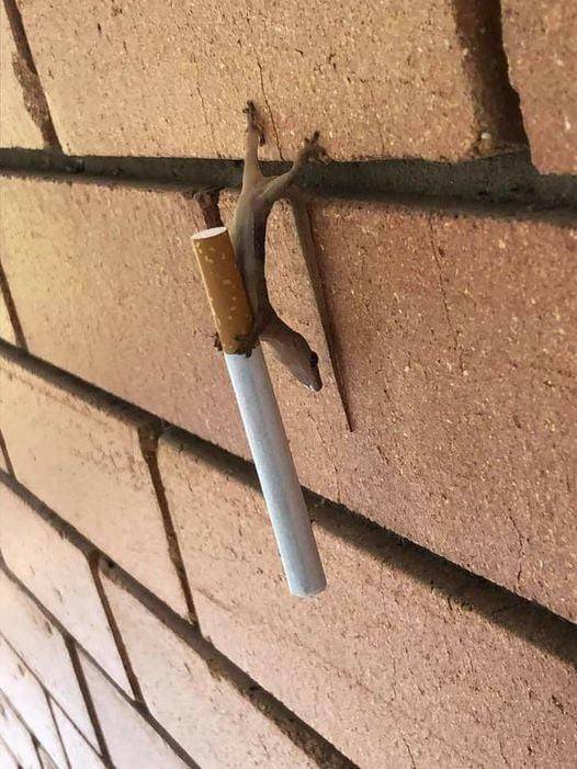 Acid Picdump 1 (90 pics)
