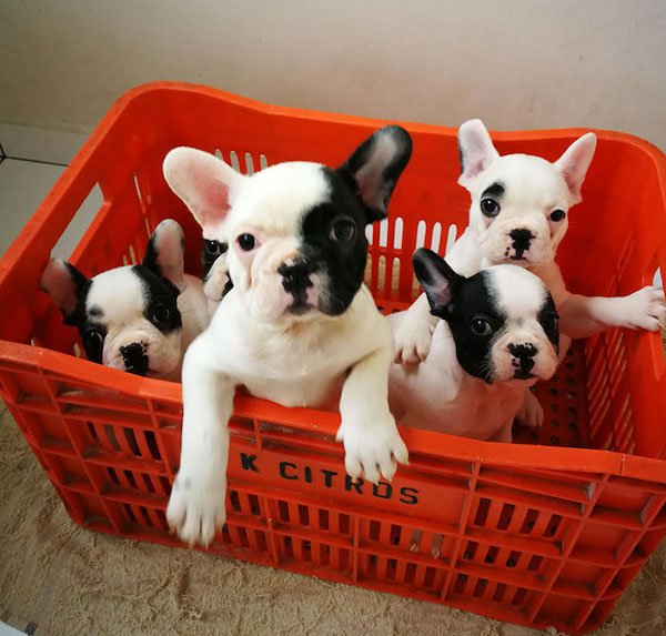 Cute Bulldogs (28 pics)