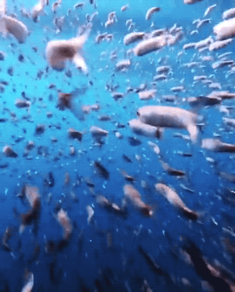Wins And Fails (27 gifs)