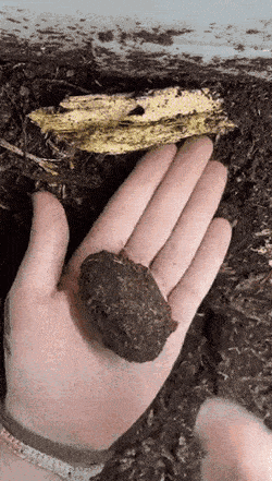 Acid Gifdump, October 7 (25 gifs)
