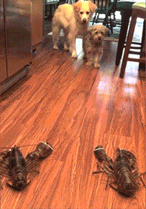 Acid Gifdump, October 7 (25 gifs)