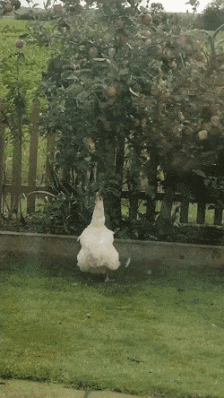 Acid Gifdump, October 8 (25 gifs)