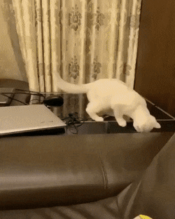 Acid Gifdump, October 8 (25 gifs)