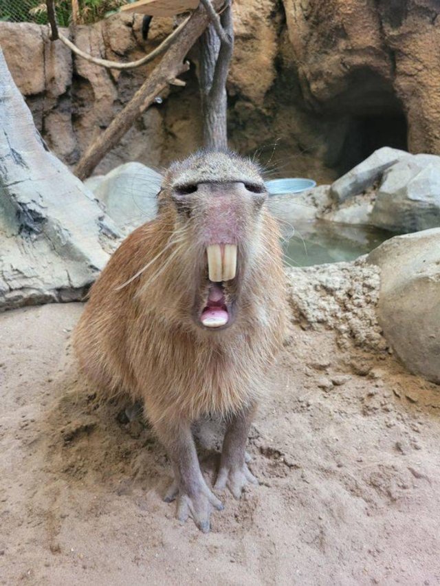 Look Twice (36 pics)